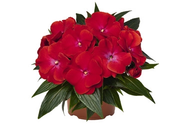 Impatiens Magnum Variety Thumbnail Red Flame 1.jpg